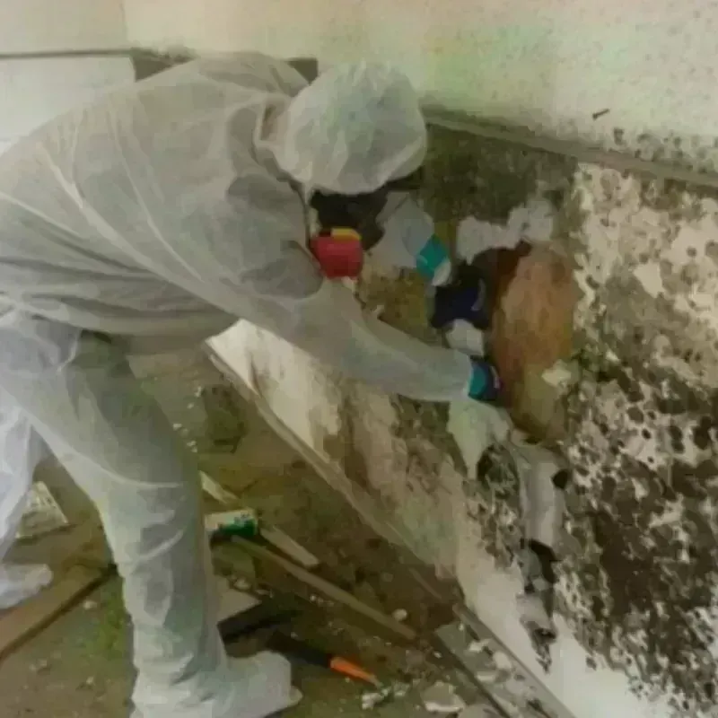 Mold Remediation and Removal in Hamilton County, IA